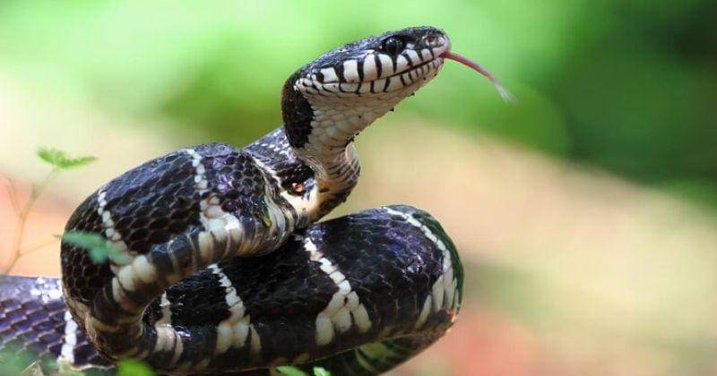 Freepik/kuritafsheen77